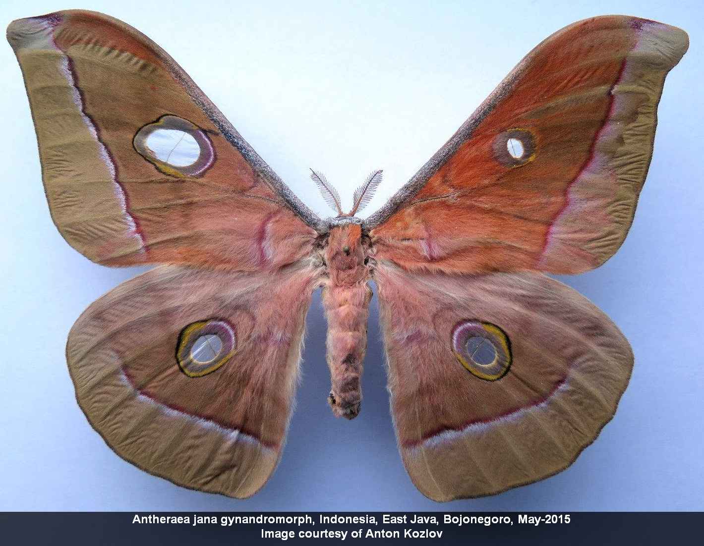 Antheraea jana (gynandromorph, java, indonesia, ebay 1) (Internet Image property of respective owner, non-commercial use only)